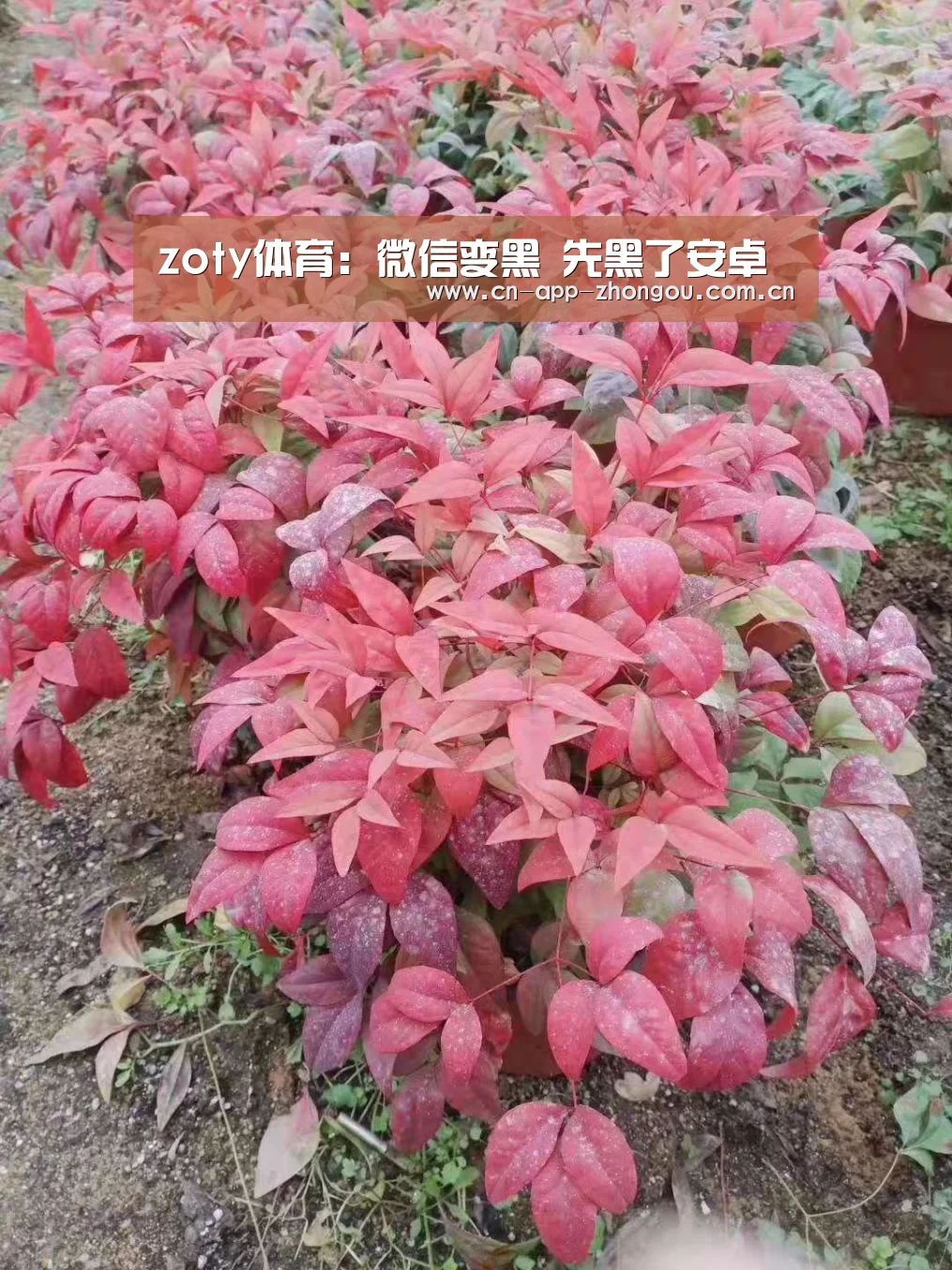 zoty体育